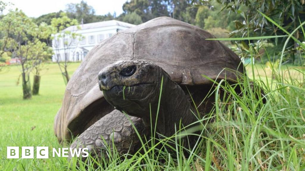 Jonathan, a giant tortoise with weathered shell, resting on green grass at St. Helena island
