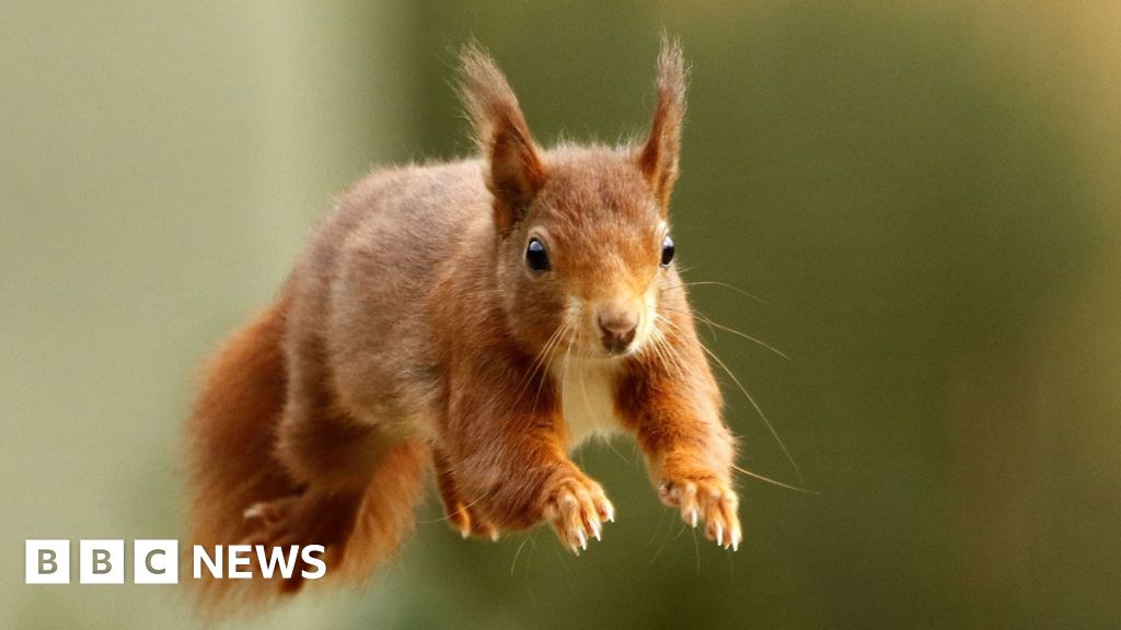 Red squirrel sitting on tree branch in Jersey woodland nature reserve