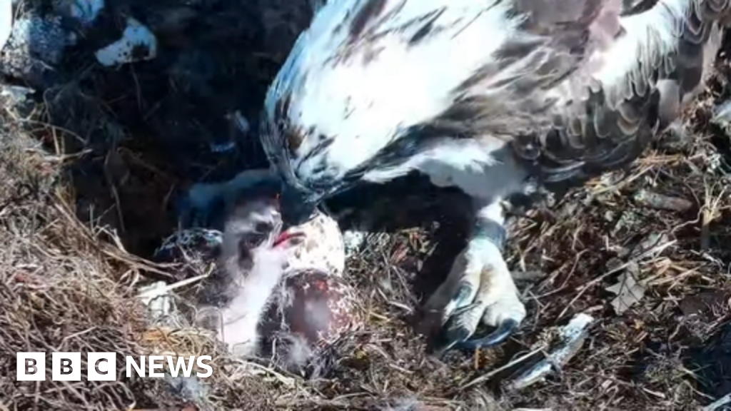 First Osprey Chick Hatches in Southern England for 2026