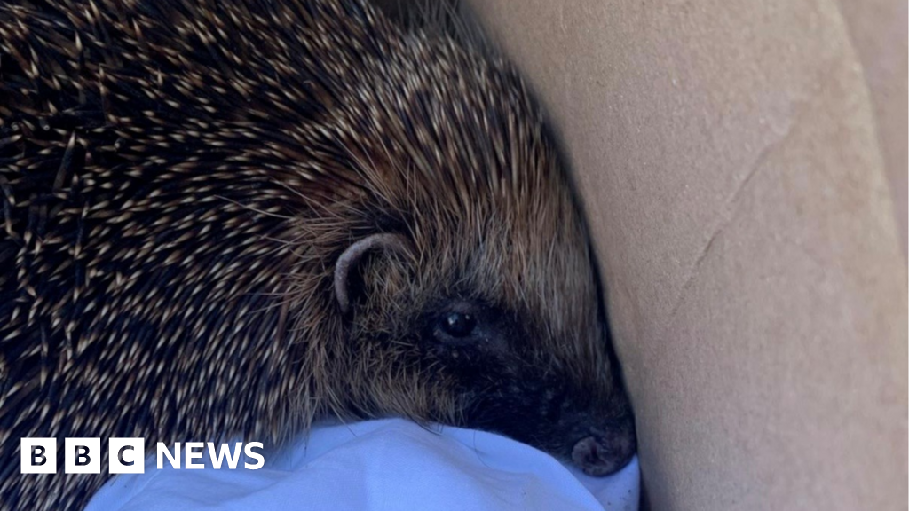 Hedgehog Surprise in Norwich Charity Shop Coat Donation