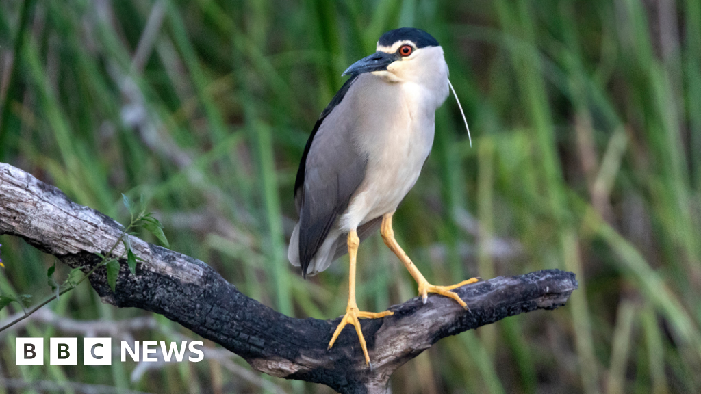 Rare Night Heron Spotted at Restored UK Wetland