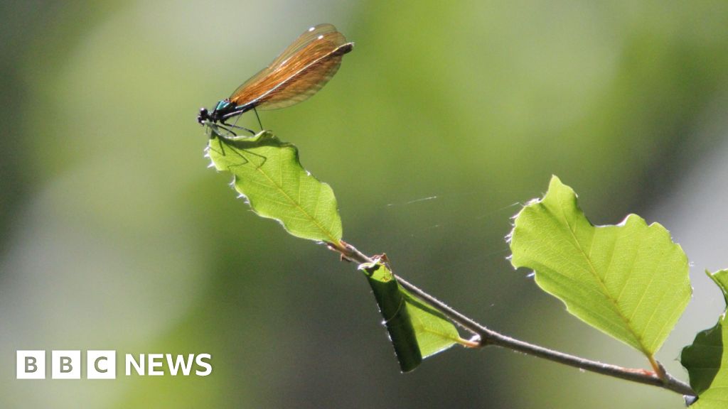 Two Rare Damselflies Return to Restored UK Woodland