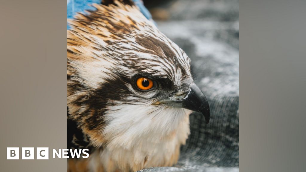 Cumbria Reserve Welcomes Record 5 Osprey Chicks