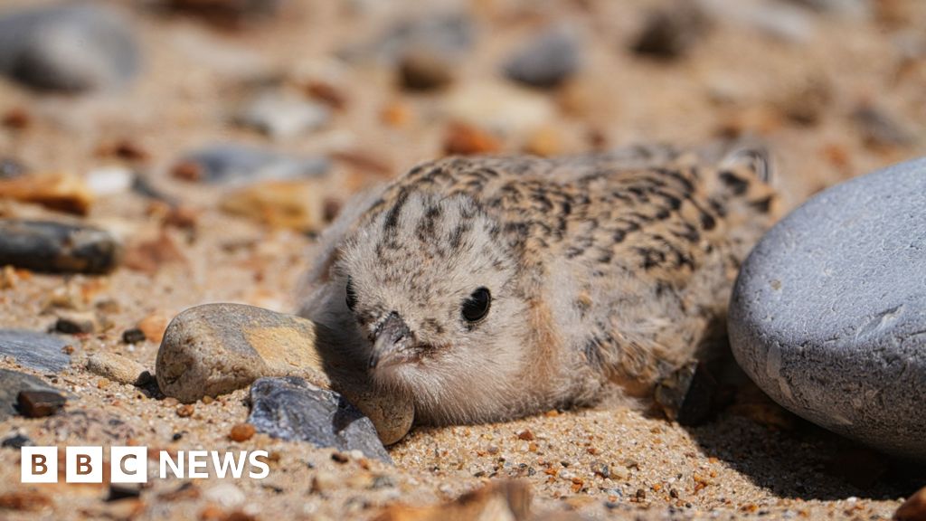 40-Year Project Saves Little Terns on Norfolk Beaches