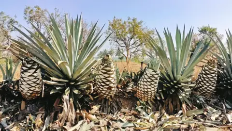India Turns 'Worthless Weed' Into Booming Spirits Industry - Image 2