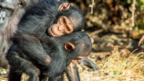 Apes Kiss and Hug Before Conflict, Study Finds - Image 2