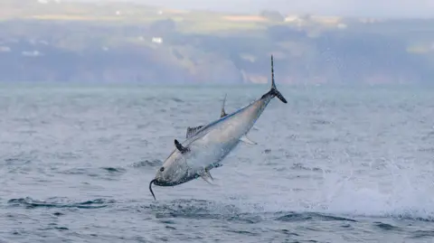 Bluefin Tuna Return to UK Waters After Decades Away - Image 2