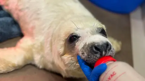 Scottish Rescue Teaches Seal Pups to Bottle-Feed - Image 2