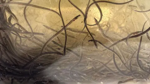 Endangered Eels Make Comeback in England's River Tees - Image 2