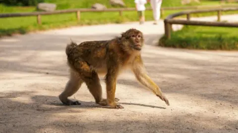 Monkey's DNA Map Could Stop Wildlife Trafficking - Image 4