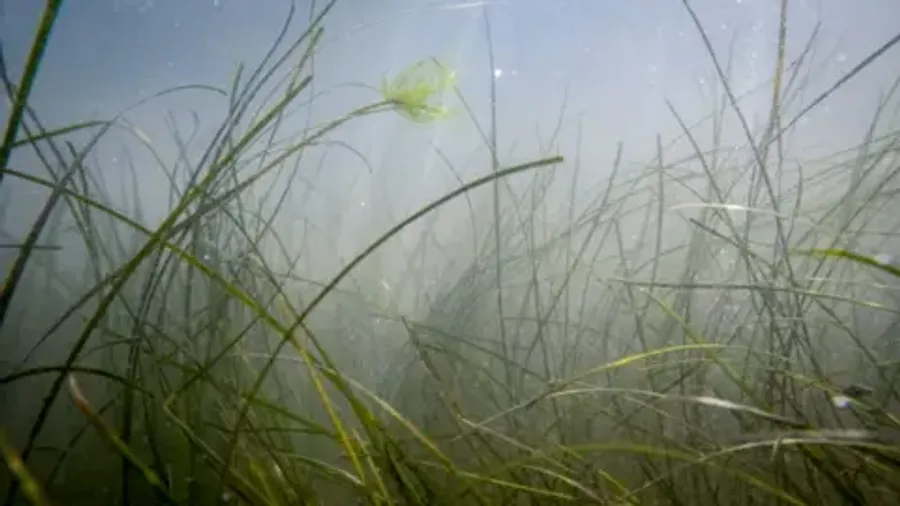 Humber Estuary Seagrass Trial Paves Way for Full Restoration - Image 3