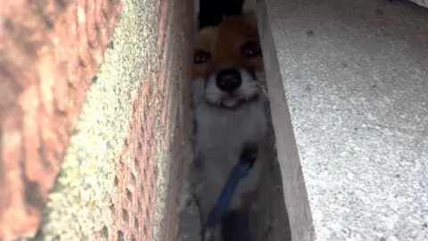 Fire Crew Frees Fox Wedged Between Walls in Hatfield - Image 2