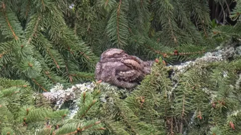 Nightjars Double in South Downs After Conservation Win - Image 4