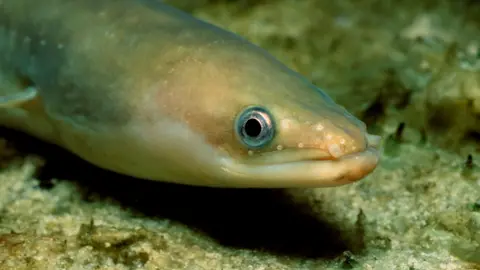 Classrooms Welcome Eels to Save Critically Endangered Species - Image 2