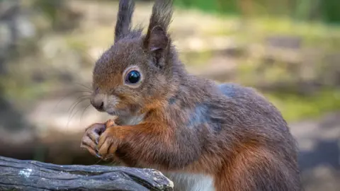£250K Fund Opens to Save Britain's Red Squirrels - Image 2