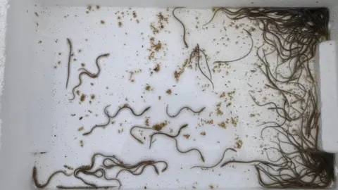 Classrooms Welcome Eels to Save Critically Endangered Species - Image 4