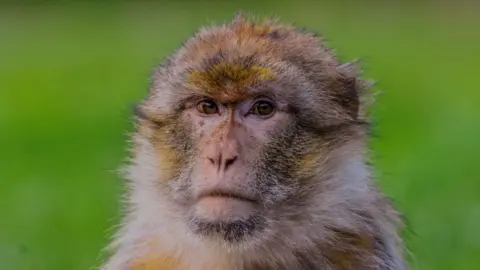 Monkey's DNA Map Could Stop Wildlife Trafficking - Image 2