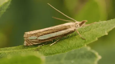 Rare Bog Grass Moth Found in Wales for First Time - Image 2
