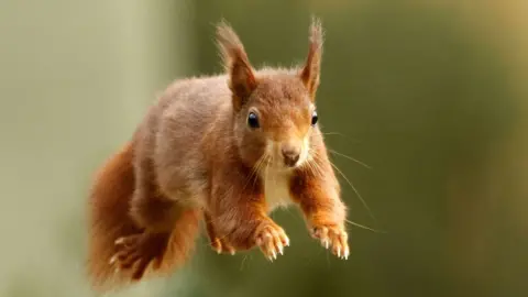 Jersey's Red Squirrels Thrive While England's Face Extinction - Image 2