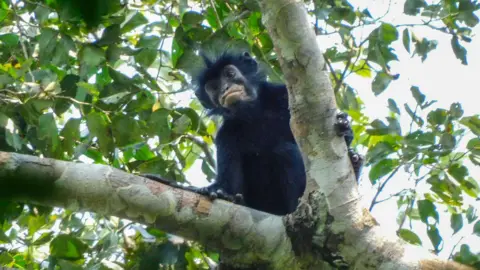 Orange-Lipped Monkey Discovered Hidden in Congo Forests - Image 2