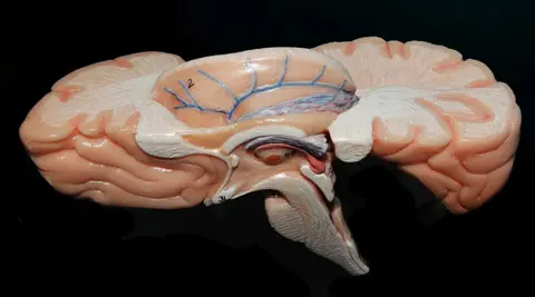 Indian Scientists Map Human Brainstem in 3D at Cellular Level - Image 2