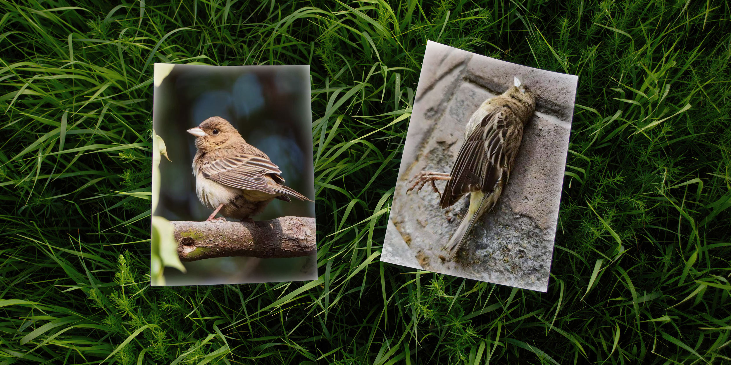 Shanghai Turns Bird's Death Into City-Wide Safety Win