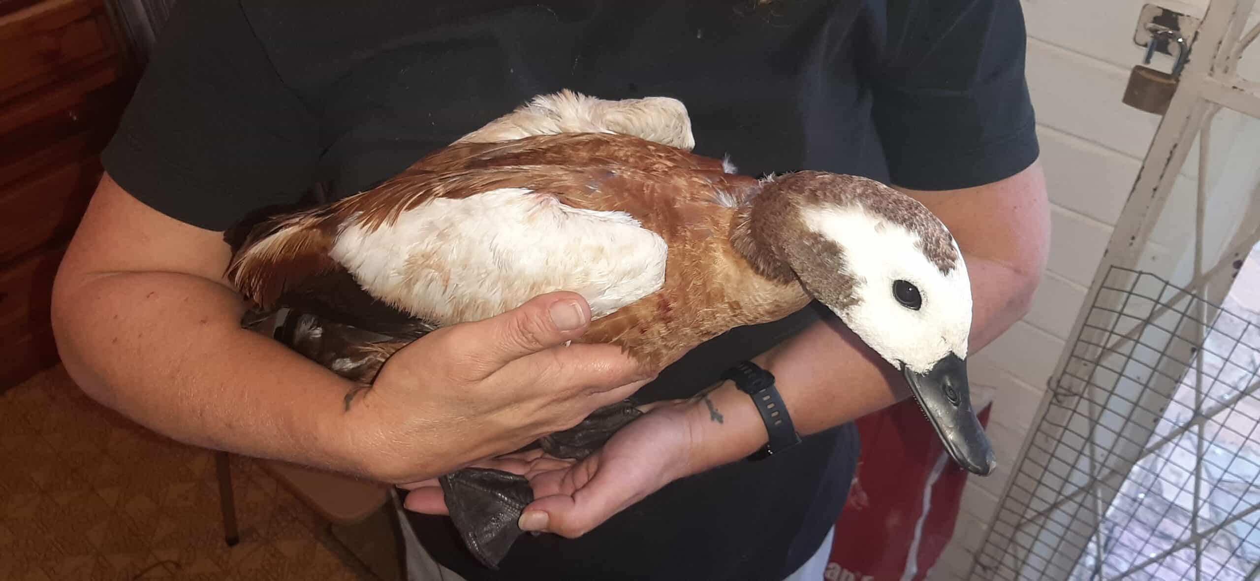 South African Bird Rescue Builds Specialized Wetland Center