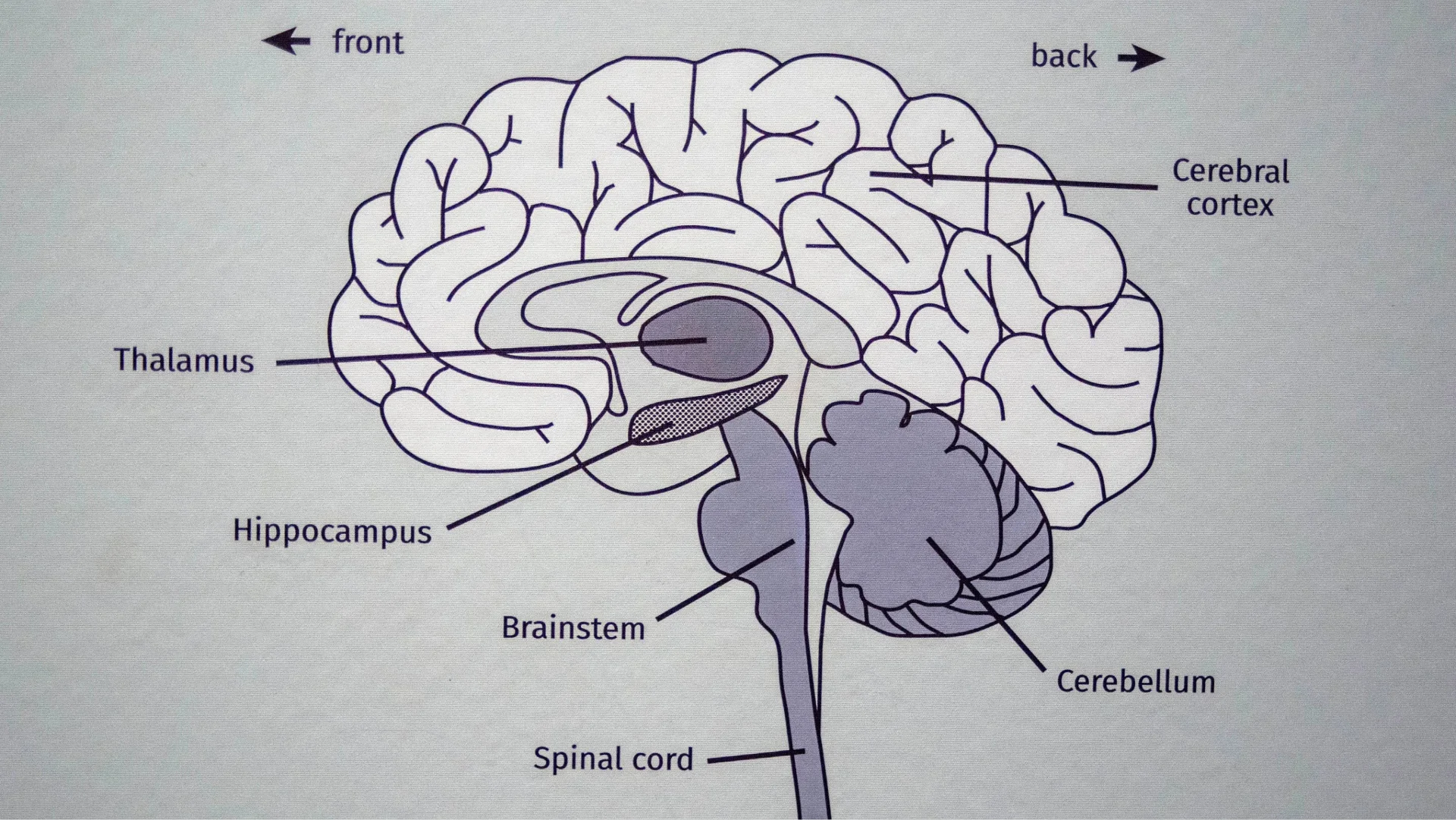 Scientists Reverse Brain Aging in Mice Using Single Protein