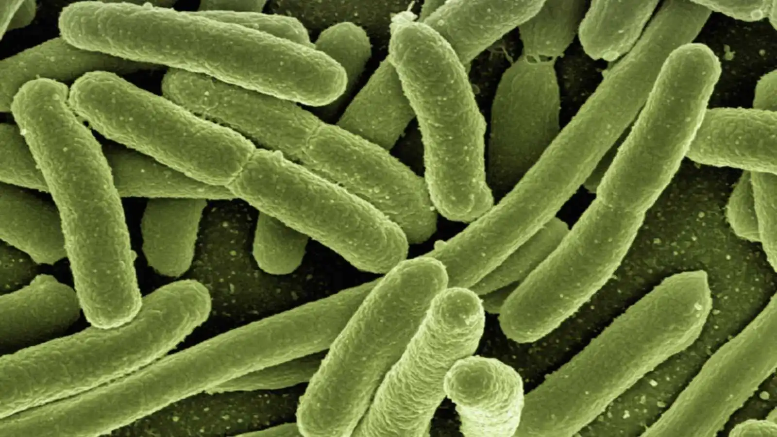 Indian Scientists Find 14 New Gut Bacteria Species