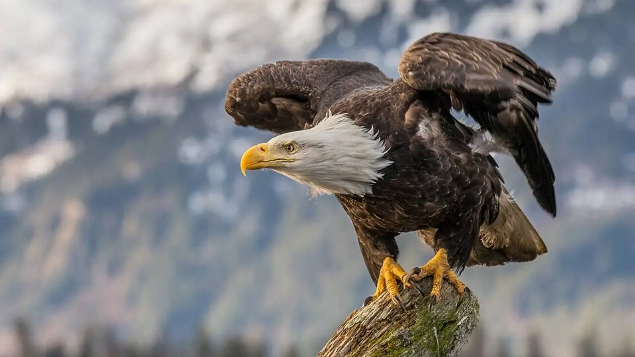California Eagles Soar From Zero to 20 Breeding Pairs