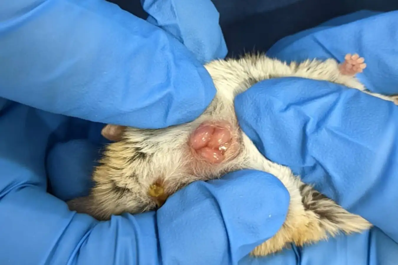 Scientists Film Newborn Marsupials' First Journey to Pouch
