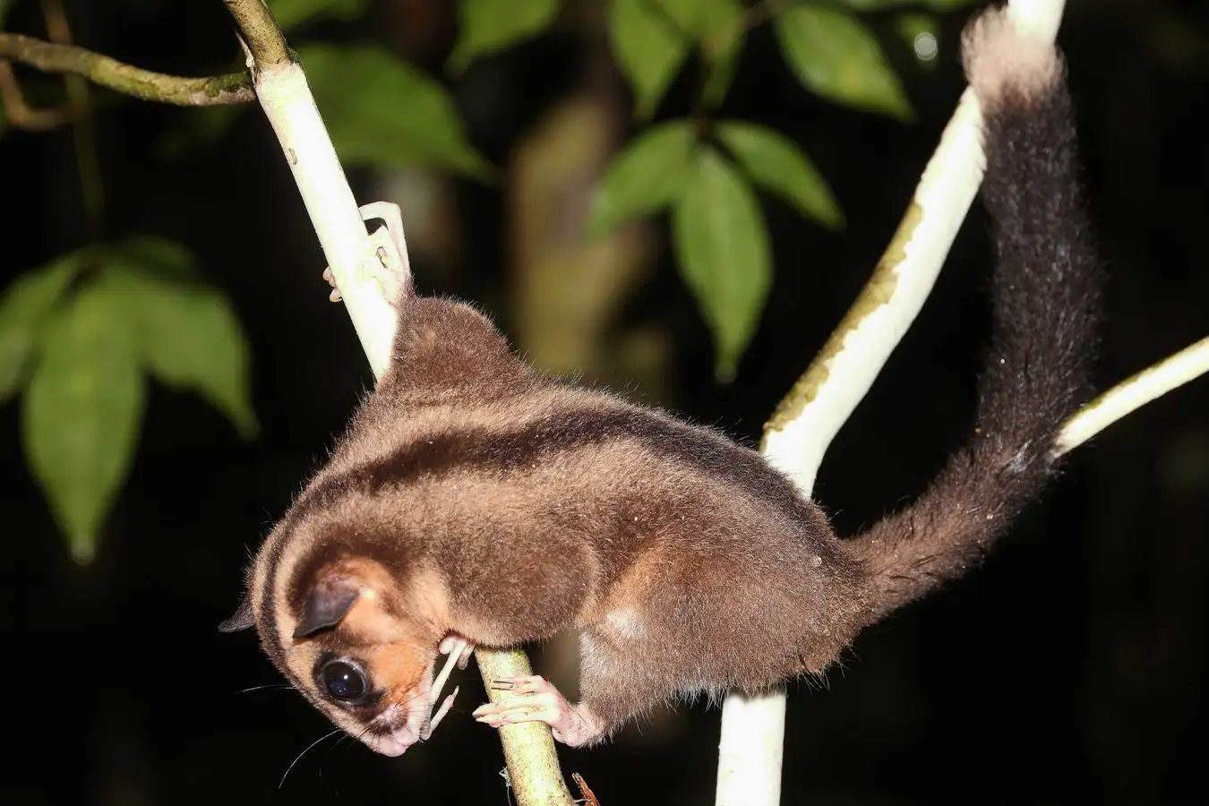 Two 'Extinct' Marsupials Found Alive After 6,000 Years