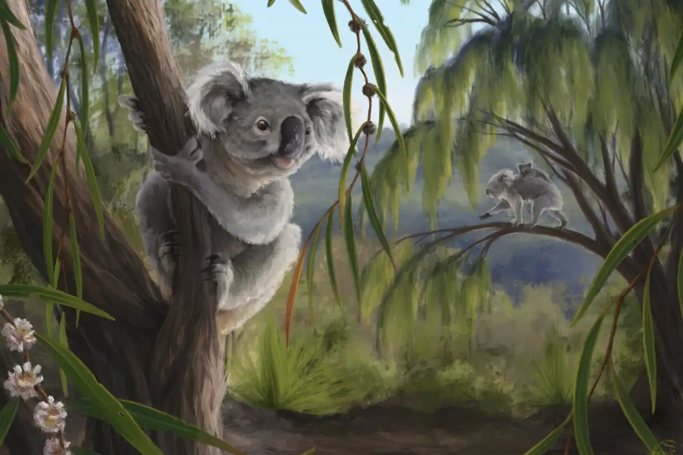 Extinct Koala Species Found in Western Australia