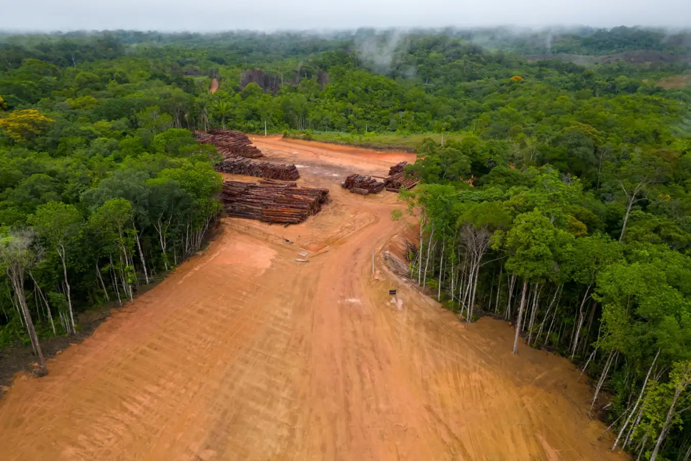 Forest Carbon Credits Work But Oversell Impact by 90%