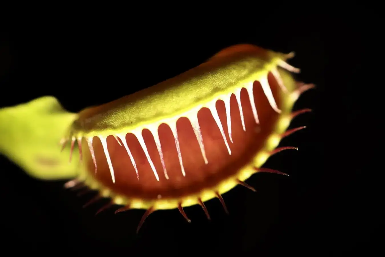 Scientists Crack 200-Year Mystery of Venus Flytrap Speed