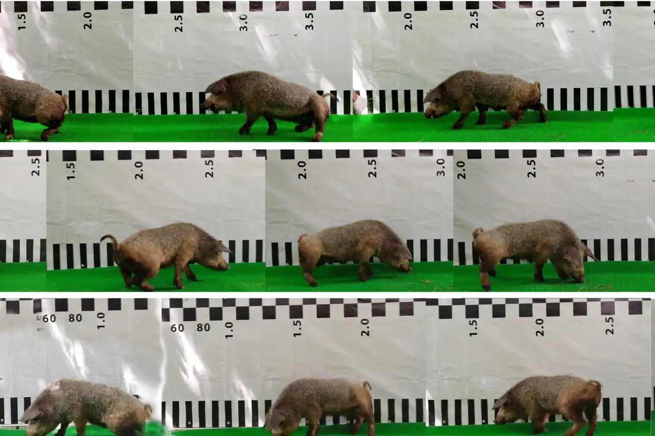 Paralyzed Pigs Walk Again After Spinal Cord Treatment