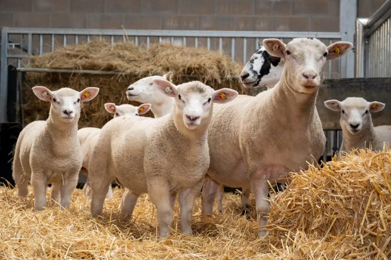 Lab-Grown Eggs Lead to Healthy Lambs in Fertility Win