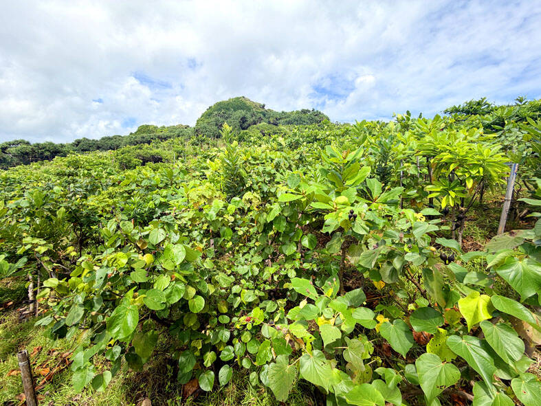 Taiwan Plants 5,339 Trees in 3-Year Forest Restoration