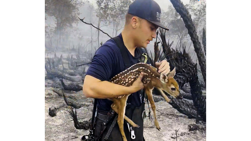 Firefighter Saves Fawn While Battling 500-Acre Wildfire