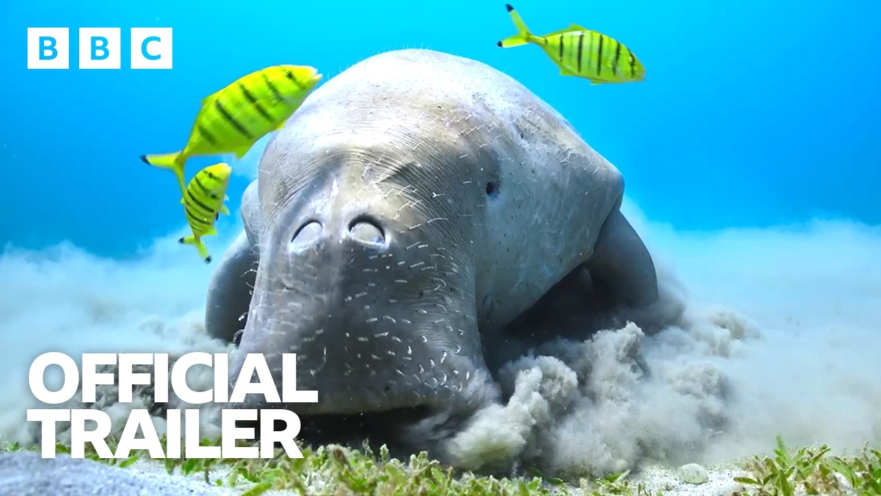 Attenborough's Blue Planet III Focuses on Ocean Hope - Image 5