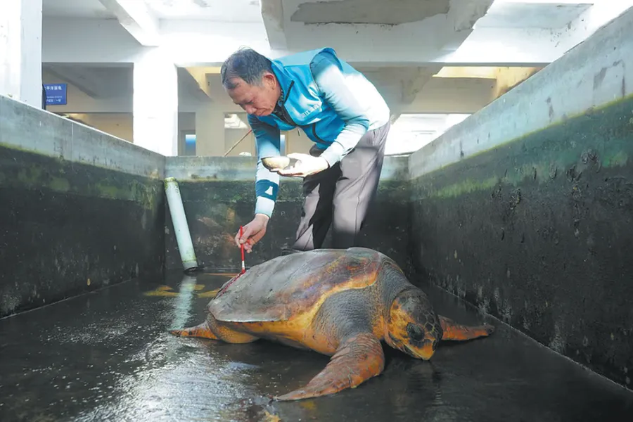 China Turtle Sanctuary Rescues 252 Sea Turtles in 17 Years