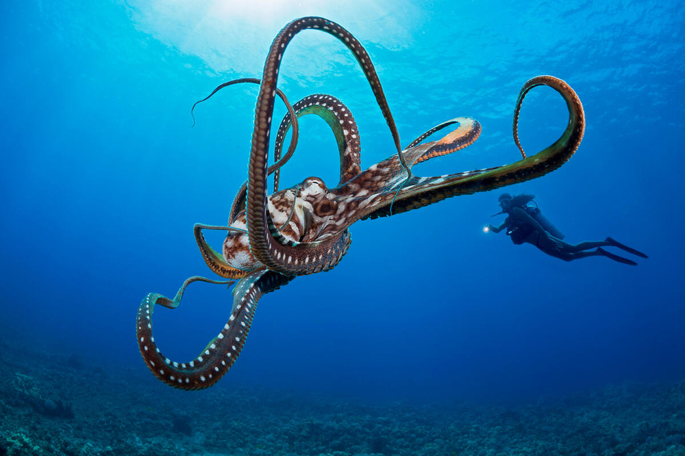 Large blue octopus swimming in clear ocean water with diver visible in background