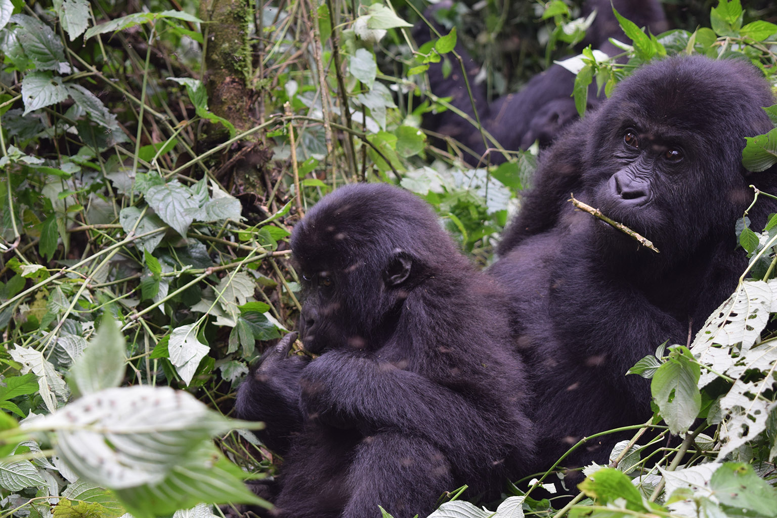 Congo Hands Protected Area to Local Conservation Group