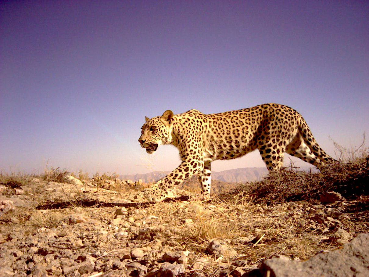 Three-Legged Leopard Treks 150 Miles Through War Zone
