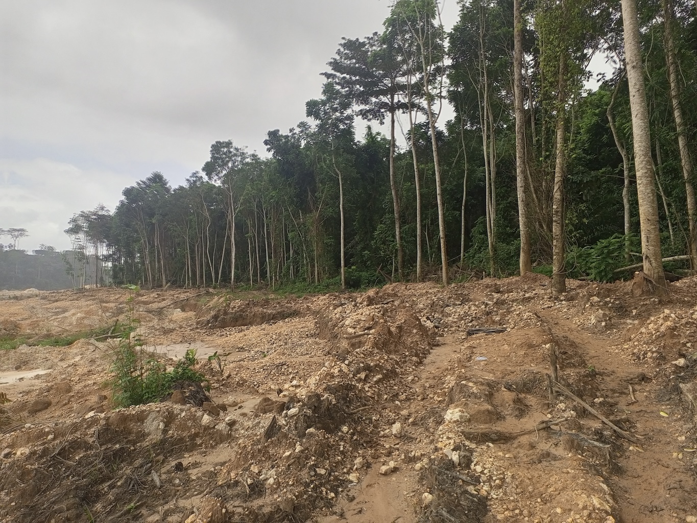Ghana Bans Mining in Forest Reserves After Mass Campaign