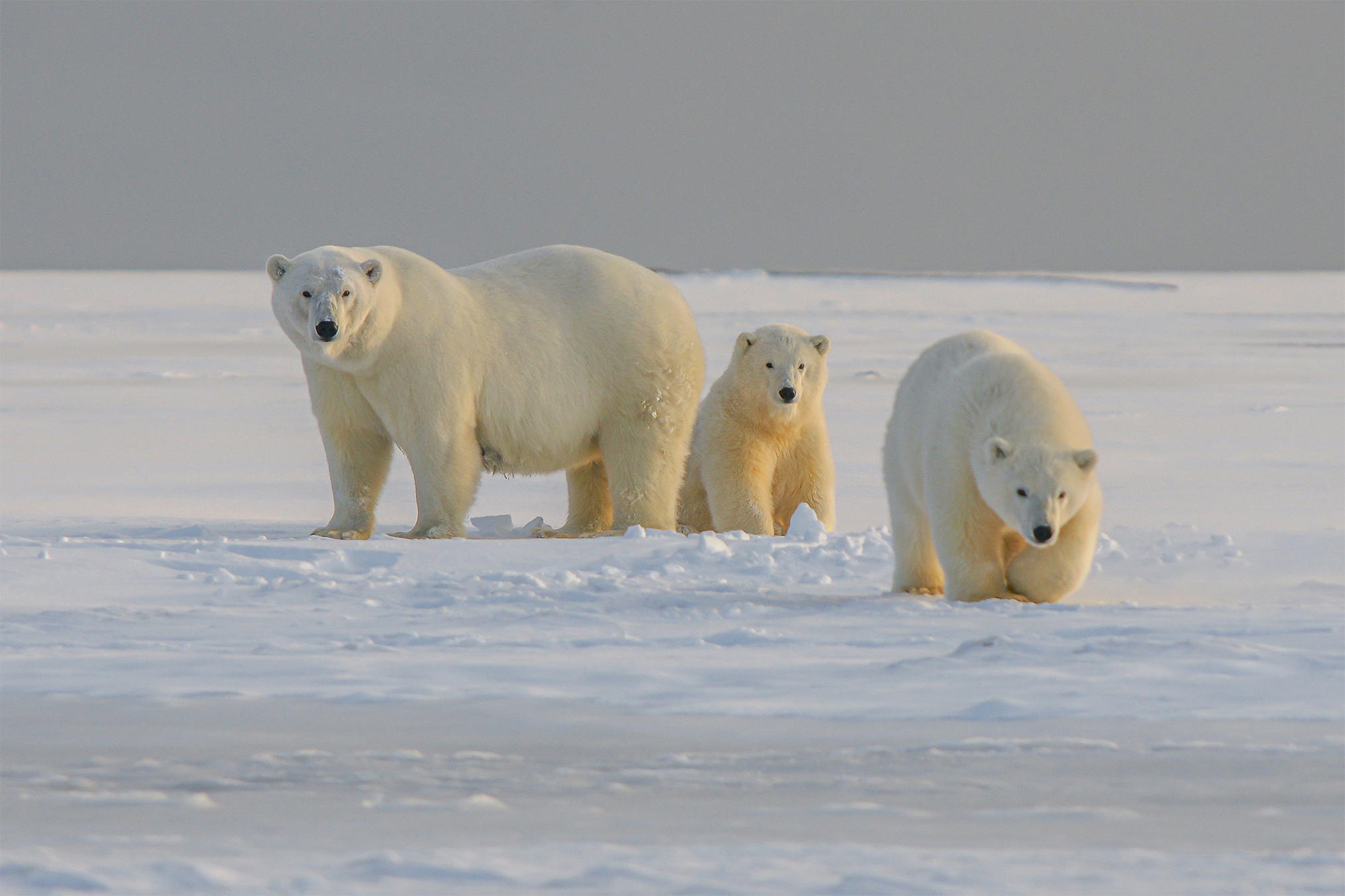 AI 'Bear-dar' Protects Arctic Communities From Polar Bears