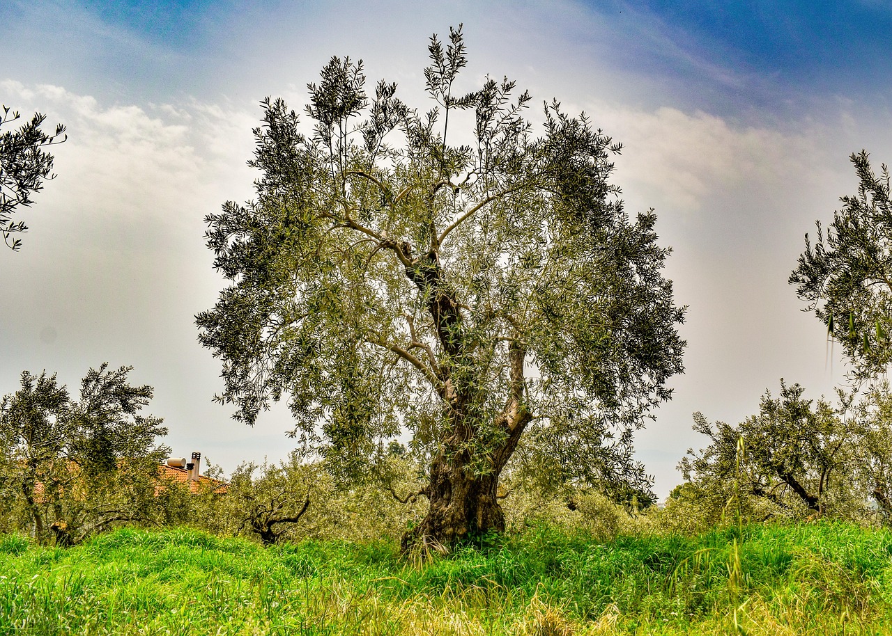Ancient olive grove with gnarled silvery trees in Mediterranean landscape at sunset