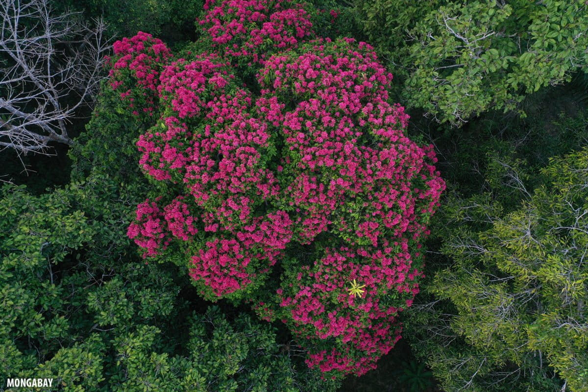 Drone flying above lush green Amazon rainforest canopy collecting environmental DNA samples from treetops