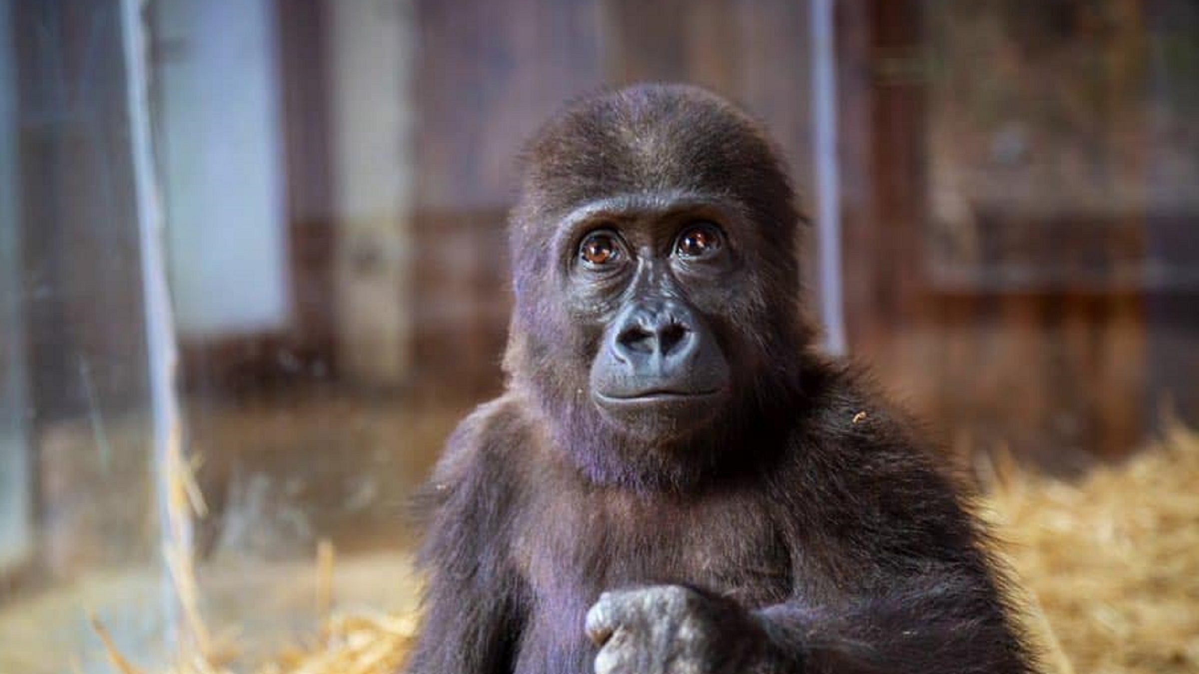 Baby western lowland gorilla looking at camera in natural forest habitat