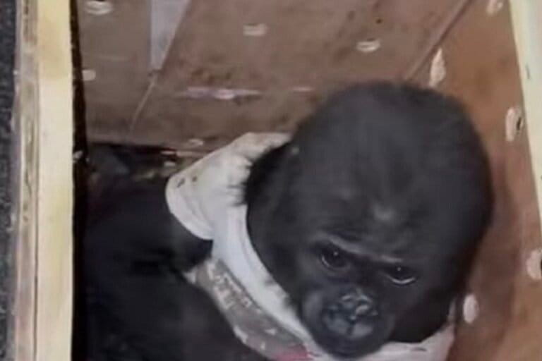 Global Push Grows to Save Trafficked Gorilla Zeytin - Image 5